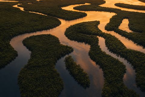 Aerial abstract of winding mangrove channels and amber dusk water